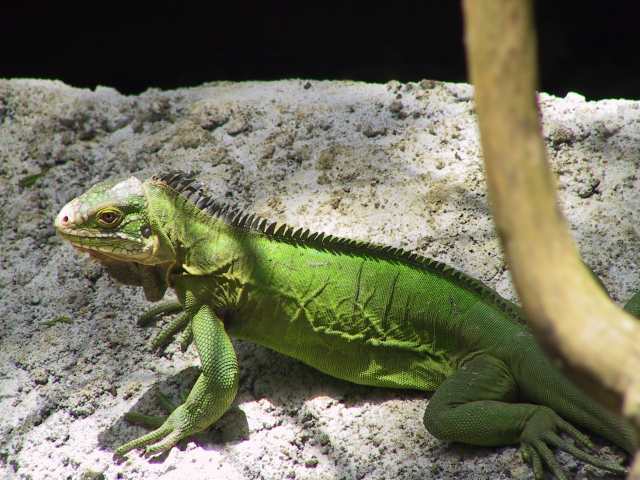iguane-vert.jpg