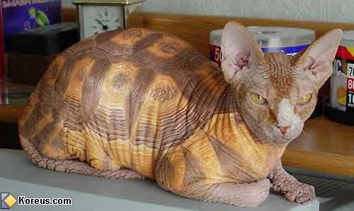 chat_tortue.jpg