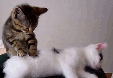 1340630579-1339018635435(2).gif