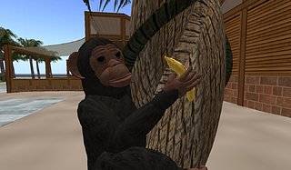 Cliquez sur l'image pour la voir en taille relle

Nom : singe_001.JPG
Taille : 1440x840
Poids : 120,8 Ko
ID : 48088