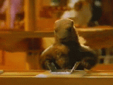 1082672513jt7zg.gif
