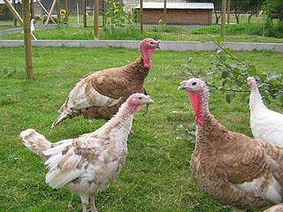 dindews.jpg dindews.jpg