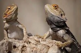 pogona_1.jpg pogona_1.jpg