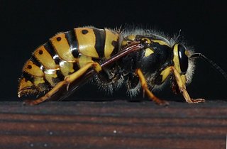 frelon.jpg frelon.jpg