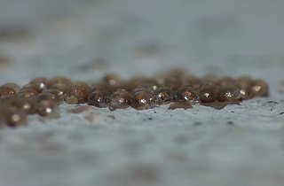 Cliquez sur l'image pour la voir en taille relle

Nom : oeufs2.jpg
Taille : 1600x1050
Poids : 110,0 Ko
ID : 145498