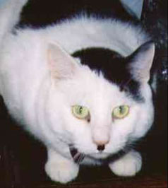 hitler_cat.jpg