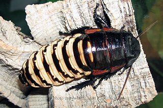 Cliquez sur l'image pour la voir en taille r�elle

Nom : Grandidieriblackandwhite.jpg
Taille : 700x464
Poids : 110,0 Ko
ID : 97709