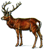 cerf.jpg