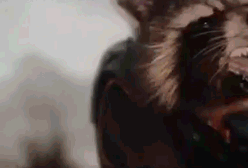rocket-raccoon-forever.gif rocket-raccoon-forever.gif