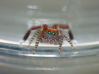 saltique.jpg saltique.jpg