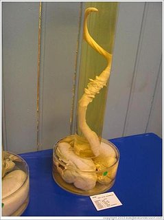 Cliquez sur l'image pour la voir en taille relle

Nom : phallological-museum-pig-large.jpg
Taille : 612x819
Poids : 46,2 Ko
ID : 231129