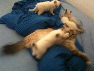 kitten2.jpg