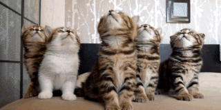 cat.gif cat.gif