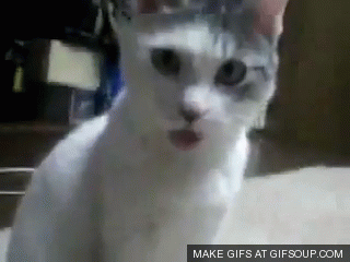 shocked-cat-o.gif