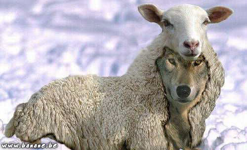 111-loup-mouton.jpg 111-loup-mouton.jpg