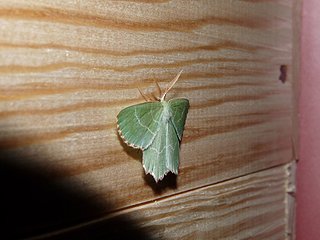papillonvert2.jpg papillonvert2.jpg