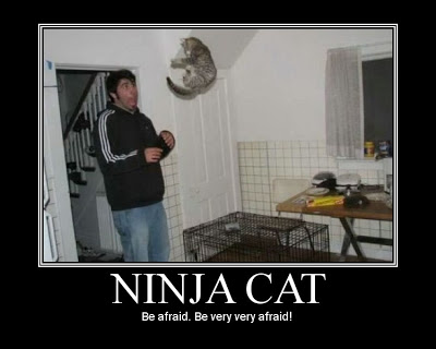 ninja+cat.jpg