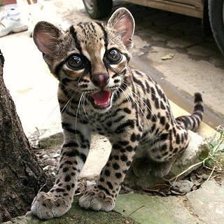 Cliquez sur l'image pour la voir en taille relle

Nom : bebe-guepard.jpg
Taille : 800x800
Poids : 88,9 Ko
ID : 219459