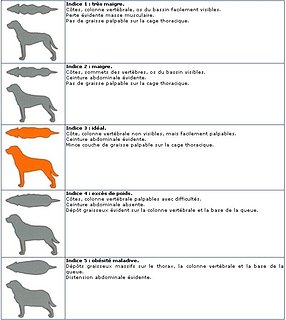 Cliquez sur l'image pour la voir en taille relle

Nom : chien.JPG
Taille : 613x686
Poids : 57,8 Ko
ID : 80559