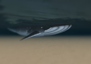 Cliquez sur l'image pour la voir en taille relle

Nom : baleine.JPG
Taille : 1152x815
Poids : 166,0 Ko
ID : 16959
