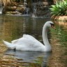 15579741_4032_fond_ecran_cygne_H142644_S.jpg