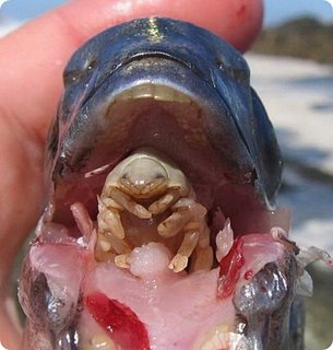 Cliquez sur l'image pour la voir en taille relle

Nom : devourer-of-tongues05.jpg
Taille : 590x620
Poids : 46,6 Ko
ID : 169679