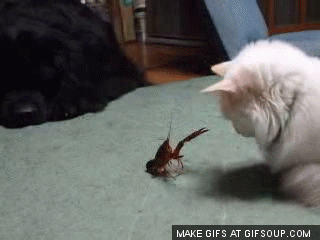 1340630711-1339368792247.gif