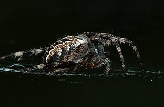 Cliquez sur l'image pour la voir en taille relle

Nom : epeire.jpg
Taille : 1600x1050
Poids : 178,3 Ko
ID : 145489