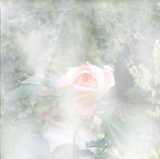 Cliquez sur l'image pour la voir en taille relle

Nom : rose.jpg
Taille : 370x366
Poids : 68,6 Ko
ID : 27589