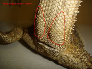 sexe_pogona_male.jpg sexe_pogona_male.jpg