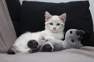 WhatsApp Image 2019-09-08 at 19.07.19.jpg WhatsApp Image 2019-09-08 at 19.07.19.jpg