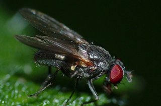 mouchemalcadree.jpg mouchemalcadree.jpg