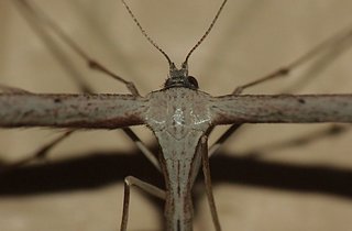 Cliquez sur l'image pour la voir en taille relle

Nom : pterophore1.jpg
Taille : 1600x1050
Poids : 123,1 Ko
ID : 145499