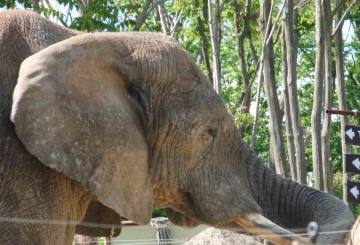 medium_elephant_IMG_3445.jpg