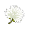 Fleur de Pissenlit Diabolique