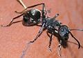 Avatar de Dendrolasius