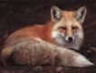 Avatar de sauvagefoxy