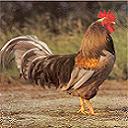 Avatar de Embrasse mon coq