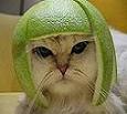 Avatar de MiaouMiou