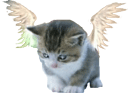 Avatar de VodkaKob
