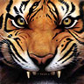 Avatar de Karlgan
