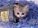 Avatar de Chaton