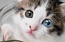 Avatar de Gris Argent