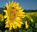 Avatar de Tournesol