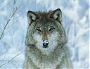 Avatar de Fenrhyl Wulfson
