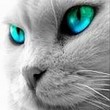 Avatar de TrashOr