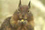 Avatar de Ptit pomme