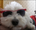 Avatar de Pikipoo