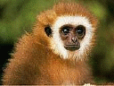 Avatar de Ex_Banjo