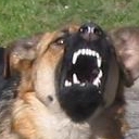 Avatar de Loup Artic